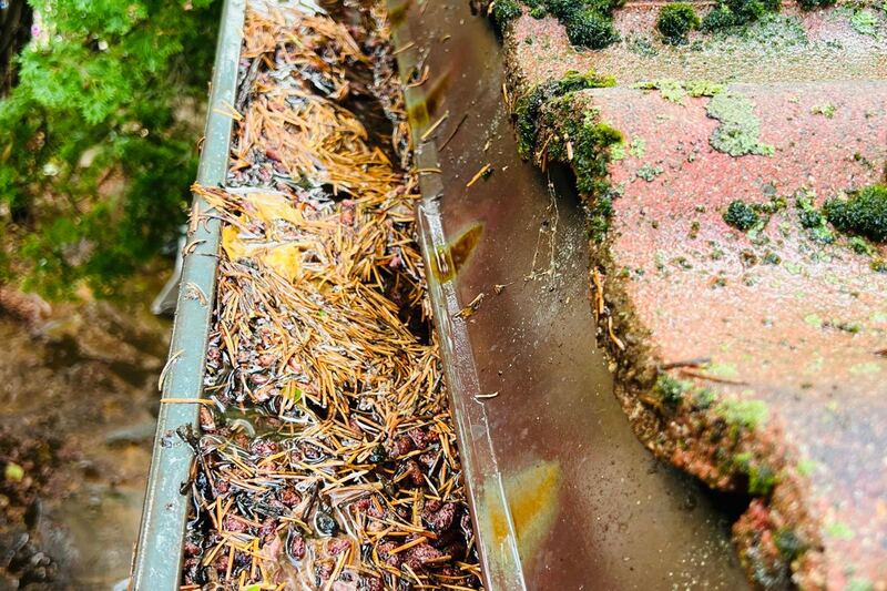 Pine needles and debris collected in a residential eavestrough beside a mossy roof